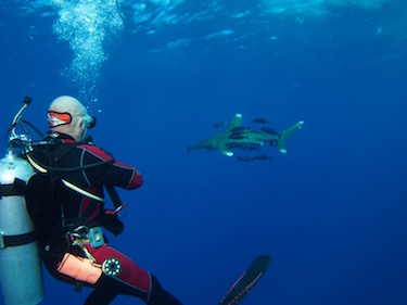 Another Successful Red Sea Sharks Workshop